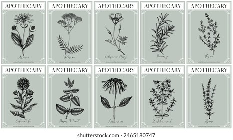 Apothecary labels set. Healing plants and medicinal herbs sketches. Art nouveua, adt deco, vintage, retro style. Frame design templates. NOT AI generated