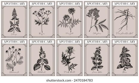 Apothecary labels set. Healing plants and medicinal herbs sketches. Art nouveua, adt deco, retro style. Vintage frame design templates. NOT AI generated