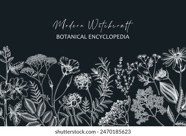 Apothecary plant banner design on chalkboard. Medicinal herbs hand-drawn vector illustration. Herbal medicine card template. NOT AI generated