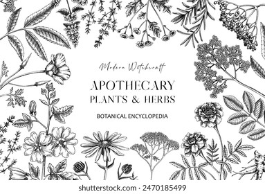 Apothecary plant banner design. Witchcraft background. Herbal remedies, medicinal plants, witch herbs hand-drawn vector illustration. Vinatge card template. NOT AI genereted