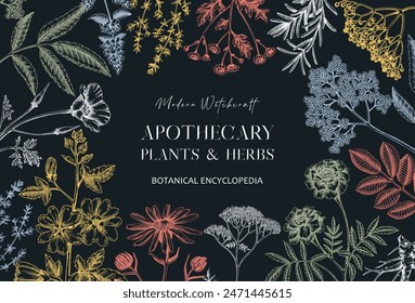 Apothecary plant banner design. Witchcraft background. Herbal medicine, medicinal herbs hand-drawn vector illustration. NOT AI generated