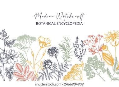Apothecary plant border design. Witchcraft background. Herbal remedies, medicinal plants, witch herbs hand-drawn vector illustration. Vinatge card template. NOT AI genereted