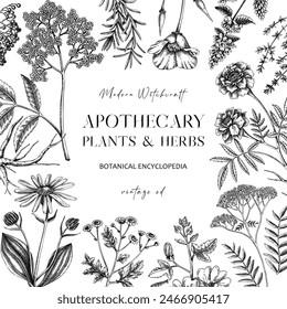 Apothecary plant frame design. Witchcraft background. Herbal remedies, medicinal plant, witch herbs, natural medicine hand-drawn vector illustration. Vinatge card template. NOT AI genereted