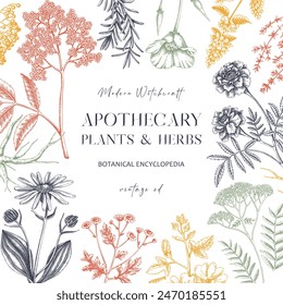 Apothecary plant frame design. Witchcraft background. Herbal remedies, medicinal plant, witch herbs, natural medicine hand-drawn vector illustration. Vinatge card template. NOT AI generated