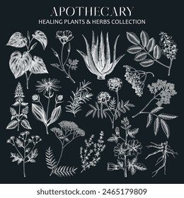 Apothecary plant sketches set on chalkboard. Herbal remedies, medicinal plant, natural medicine hand-drawn vector illustration. Vinatge herbs botanical drawings. NOT AI genereted