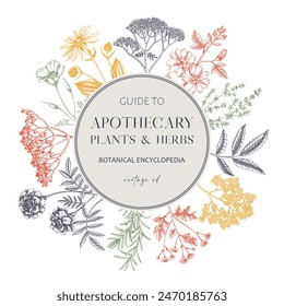 Apothecary plant wreath design. Medicinal herbs, summer meadoves hand-drawn vector illustration. NOT AI generated