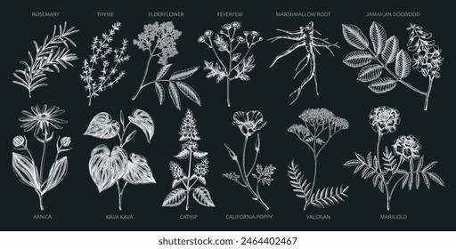 Apothecary plants collection. Medicinal herbs and healing plants sketches on chalkboard. Herbal remedies,natural medicine hand-drawn vector illustration. NOT AI genereted