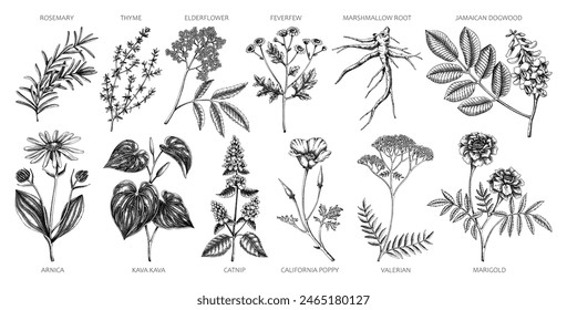 Apothecary plants collection. Medicinal herbs and healing plants sketches. Herbal remedies,natural medicine hand-drawn vector illustration. NOT AI genereted