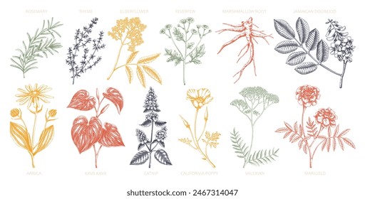 In: Apothecary Plants Kollektion. Heilkräuter und Heilpflanzen Skizzen in Farbe. Pflanzliche Heilmittel, Naturmedizin handgezeichnete Vektorillustration. KEINE KI generiert