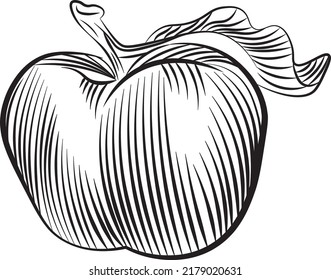 appale food, line art, hand drawn illustration isolated on white background. Concept for logo, print, cards, menu