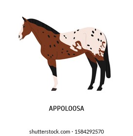 Appalloosa breed horse flat vector illustration. American equine with forelock, pedigree hoss. Equestrian sport, riding concept. Beautiful spotty steed, hoofed animal isolated on white background.
