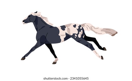 Caballo de raza appaloosa. Galopando de Stallion, animal equino esporádico corriendo rápido. Corazón de mango, caballo de carreras en movimiento, acción, posición de movimiento. Ilustración vectorial plana aislada en fondo blanco