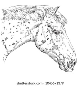 Appaloosa horse portrait. Horse's spotted head  in profile in monochrome color isolated on white background. Vector hand drawing illustration