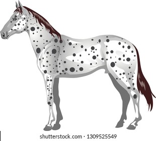 Appaloosa Horse, Stallion Galop ,  Animal - Vector Illustration