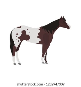 Appalusian horse color vector icon. Flat design