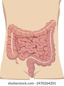 Appearance of the anatomy of the food digestive system in the large and small intestines in the human body