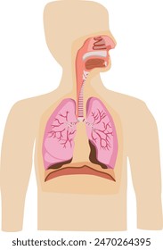 Appearance of an anatomy of the human respiratory system