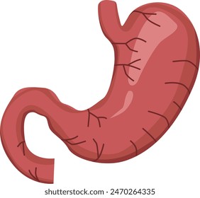 Appearance of an anatomy of the human stomach organ
