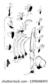 Appendages of Norway lobster, vintage line drawing or engraving illustration.