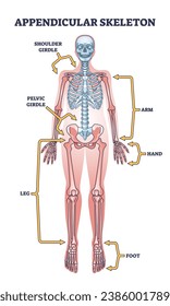 Appendicular skeleton with human body skeletal system parts outline diagram. Labeled educational scheme with shoulder and pelvic girdle, arm, hand, leg and foot medical division vector illustration.