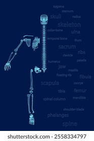 Appendicular skeleton with human body skeletal system parts outline diagram, blue background. Labeled educational scheme with shoulder and pelvic girdle, arm, hand.