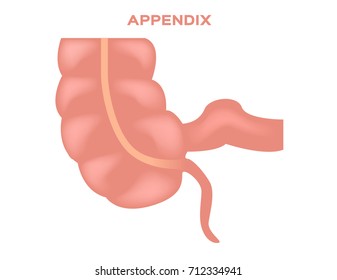 Appendix Vector Illustration / Stomach