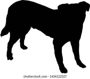 Appenzeller Dog Silhouette Isolated On White