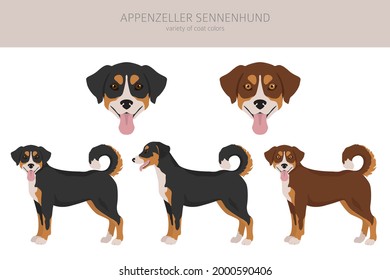 Appenzeller sennenhund all colours clipart. Different coat colors and poses set.  Vector illustration