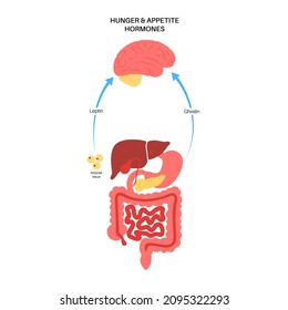 Appetite And Hunger Hormones Diagram. Insulin, Ghrelin, Incretin And Leptin In The Human Body. Human Endocrine System, Metabolism. Connection Between Brain And Internal Organs Flat Vector Illustration