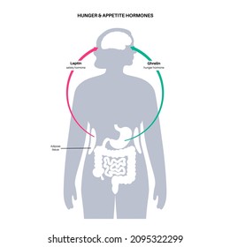 Appetite and hunger hormones diagram. Insulin, ghrelin, incretin and leptin in the human body. Human endocrine system, metabolism. Connection between brain and internal organs flat vector illustration