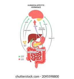 Appetite and hunger hormones diagram. Insulin, ghrelin, incretin and leptin in the human body. Human endocrine system, metabolism. Connection between brain and internal organs flat vector illustration