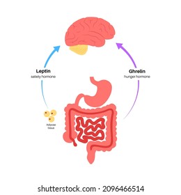 Appetite and hunger hormones diagram. Insulin, ghrelin, incretin and leptin in the human body. Human endocrine system, metabolism. Connection between brain and internal organs flat vector illustration