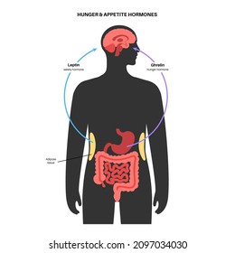 Appetite and hunger hormones diagram. Insulin, ghrelin, incretin and leptin in the human body. Human endocrine system, metabolism. Connection between brain and internal organs flat vector illustration