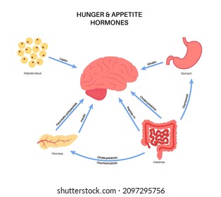 Appetite and hunger hormones diagram. Insulin, ghrelin, incretin and leptin in the human body. Human endocrine system, metabolism. Connection between brain and internal organs flat vector illustration