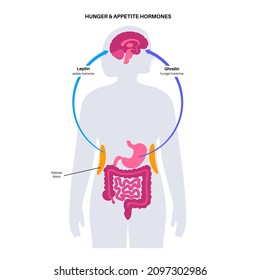 Appetite and hunger hormones diagram. Insulin, ghrelin, incretin and leptin in the human body. Human endocrine system, metabolism. Connection between brain and internal organs flat vector illustration