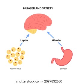 Appetite and hunger hormones diagram. Insulin, ghrelin, incretin and leptin in the human body. Human endocrine system, metabolism. Connection between brain and internal organs flat vector illustration