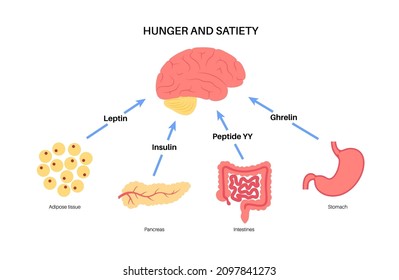 Appetite and hunger hormones diagram. Insulin, ghrelin, incretin and leptin in the human body. Human endocrine system, metabolism. Connection between brain and internal organs flat vector illustration