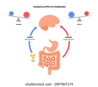 Appetite and hunger hormones diagram. Insulin, ghrelin, incretin and leptin in the human body. Human endocrine system, metabolism. Connection between brain and internal organs flat vector illustration