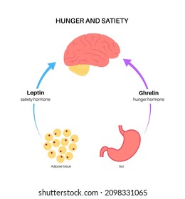 Appetite and hunger hormones diagram. Insulin, ghrelin, incretin and leptin in the human body. Human endocrine system, metabolism. Connection between brain and internal organs flat vector illustration