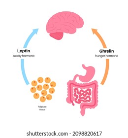 Appetite And Hunger Hormones Diagram. Insulin, Ghrelin, Incretin And Leptin In The Human Body. Human Endocrine System, Metabolism. Connection Between Brain And Internal Organs Flat Vector Illustration