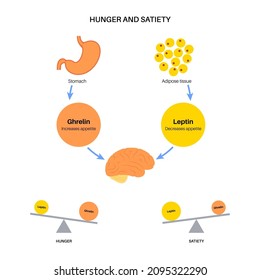 Appetite and hunger hormones. Ghrelin and leptin in the human body. Adipose tissue and stomach. Human endocrine system, metabolism, hunger and satiety concept. Medical poster flat vector illustration