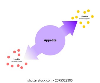 Appetite and hunger hormones. Ghrelin and leptin in the human body. Human endocrine system, metabolism, hunger and satiety concept. Medical poster flat vector illustration for education