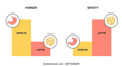 Appetite and hunger hormones. Ghrelin and leptin in the human body. Adipose tissue and stomach. Human endocrine system, metabolism, hunger and satiety concept. Medical poster flat vector illustration