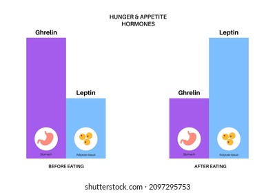 Appetite and hunger hormones. Ghrelin and leptin in the human body. Adipose tissue and stomach. Human endocrine system, metabolism, hunger and satiety concept. Medical poster flat vector illustration