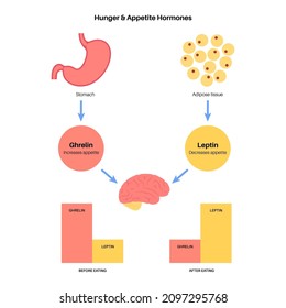 Appetite and hunger hormones. Ghrelin and leptin in the human body. Adipose tissue and stomach. Human endocrine system, metabolism, hunger and satiety concept. Medical poster flat vector illustration