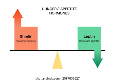 Appetite and hunger hormones. Ghrelin and leptin in the human body. Human endocrine system, metabolism, hunger and satiety concept. Medical poster flat vector illustration for education