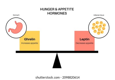 Appetite and hunger hormones. Ghrelin and leptin in the human body. Adipose tissue and stomach. Human endocrine system, metabolism, hunger and satiety concept. Medical poster flat vector illustration