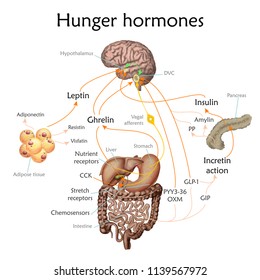 Appetite and hunger hormones vector diagram illustration.