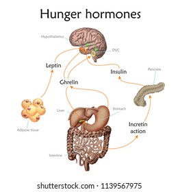 Appetite and hunger hormones vector diagram illustration.