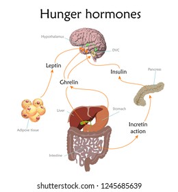 Appetite and hunger hormones vector diagram illustration.